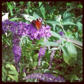 1376752332_64cf2020074f11e3a7ec22000ae904db_7