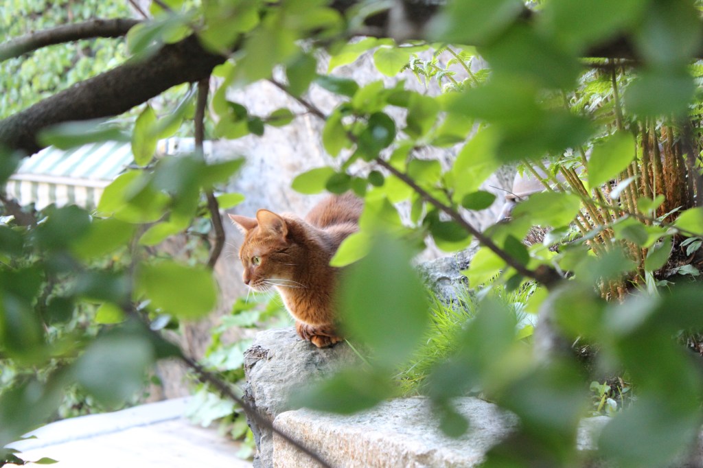 Kitty, Et dryss kanel